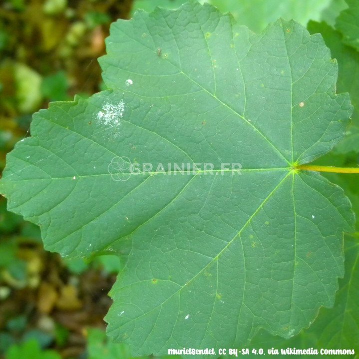 Érable à feuilles d'obier, Acer opalus image